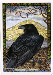 Druid-Animal-Oracle-Raven